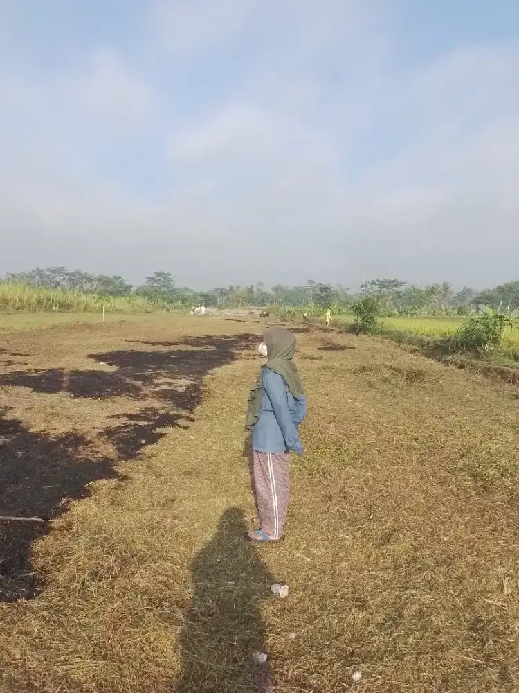 Tanah sawah harga murah