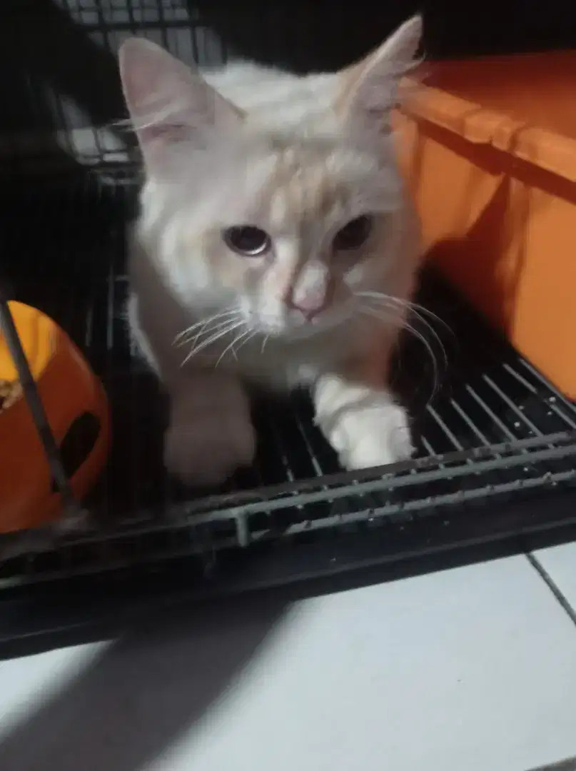 Open adopsi Kucing Himalaya Jantan mata biru 9 bulan warna putih