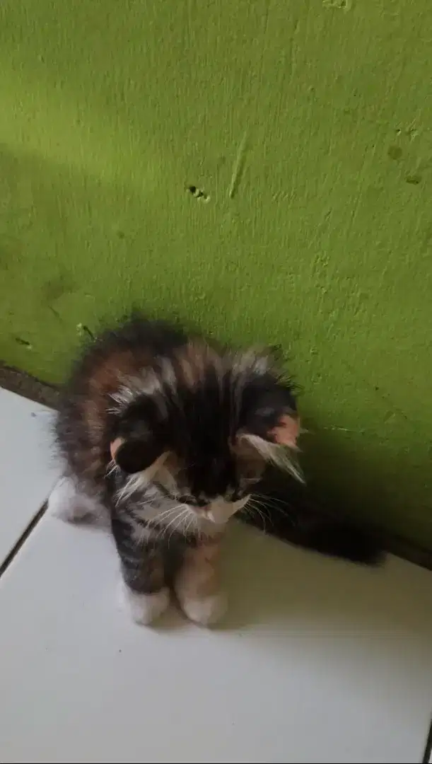 Lepas adopt kitten 2,5bulan