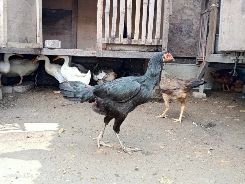 Ayam Mangon/Mifune