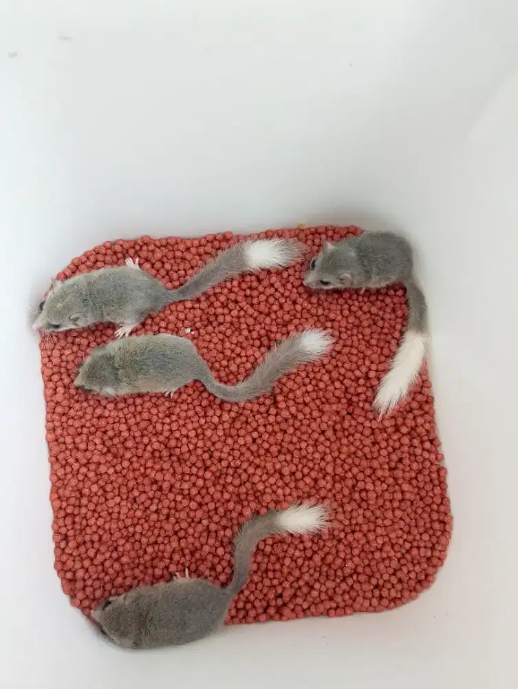 African Pigmy dormice  White tip