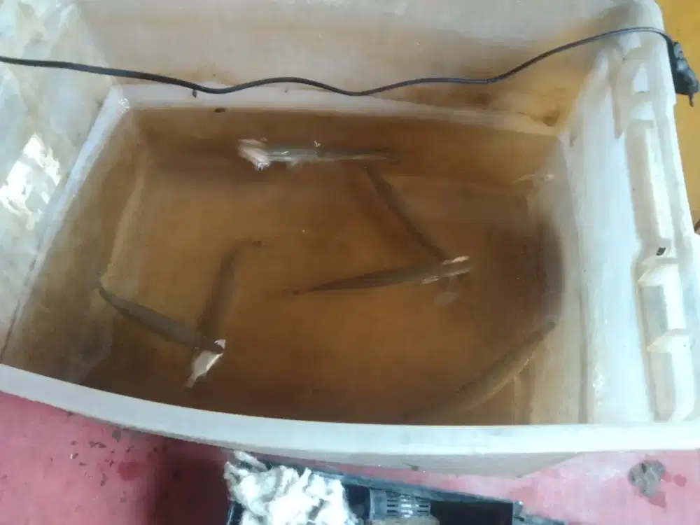 Ikan Hias Predator 15cm