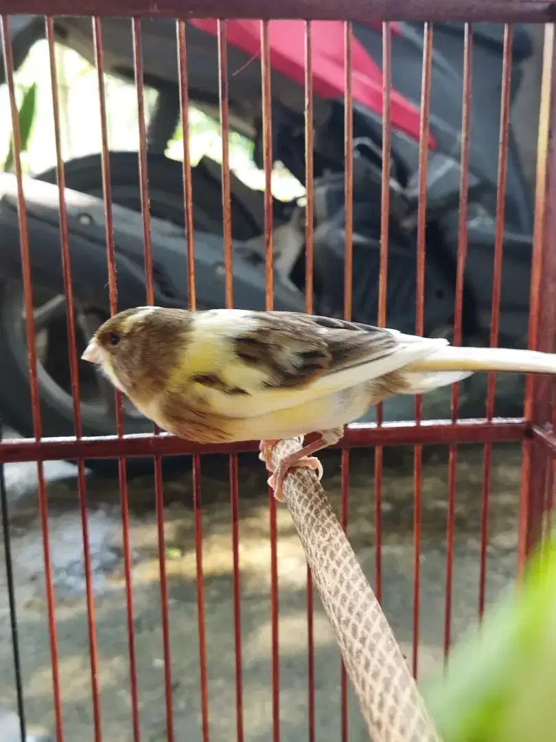 Kenari F1 paud jantan riwikan