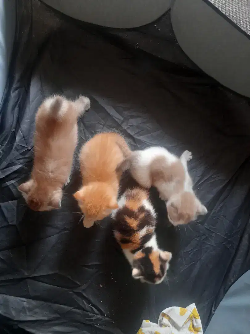 Open adopsi kucing mixdom persia