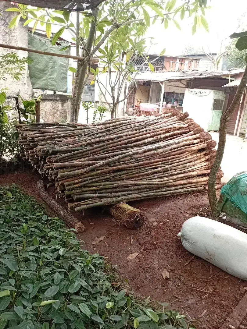 bambu jepang dan tanaman hias lain nya
