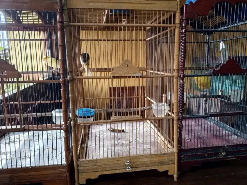 Kenari rasmi fullset