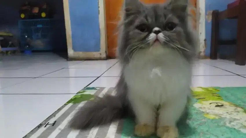 Kitten peaknose