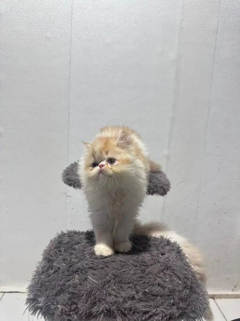 Kitten persia peaknose exo