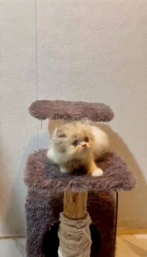 Kitten persia peaknose exo
