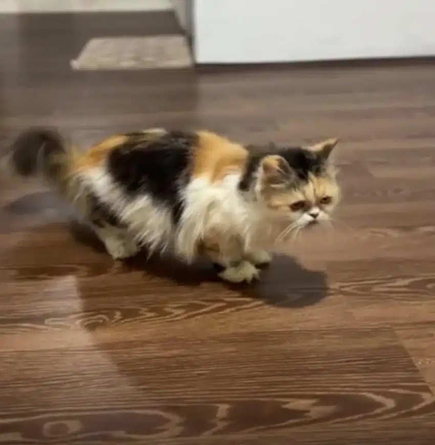 Kucing persia flatnose
