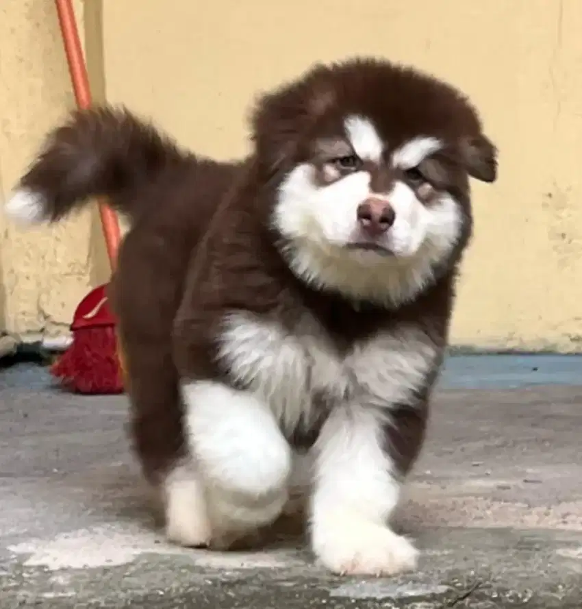 PUPPY ALASKAN MALAMUTE RED (FEMALE)