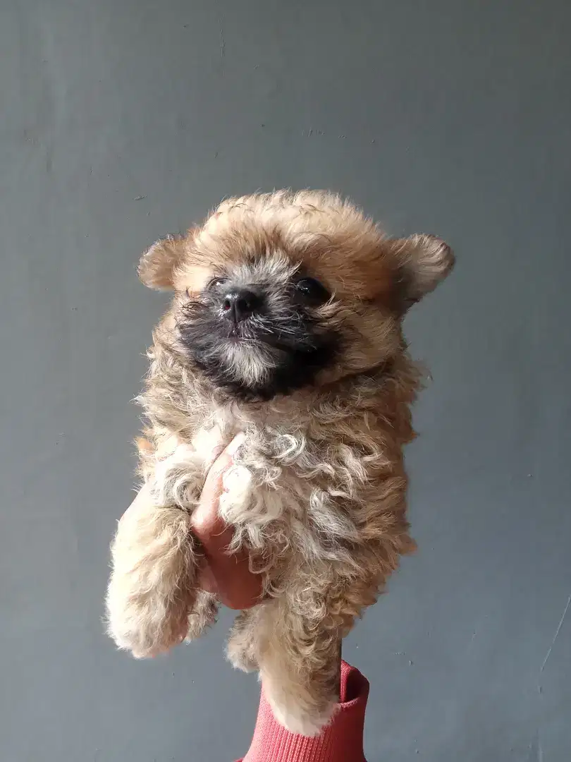 Anak Anjing Poodle mix Minipom