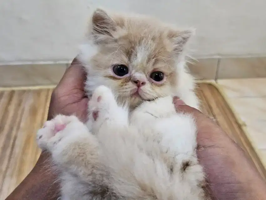 Kitten Kucing Persia Flatnose