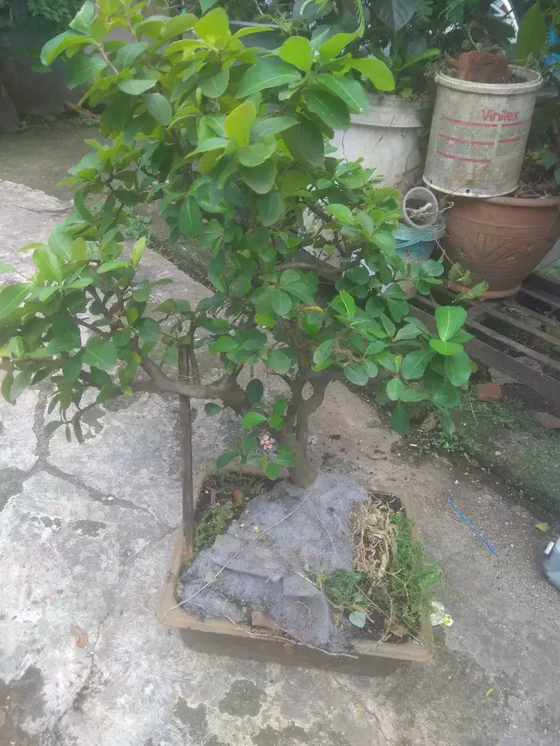 Cery vietnam bahan bonsai