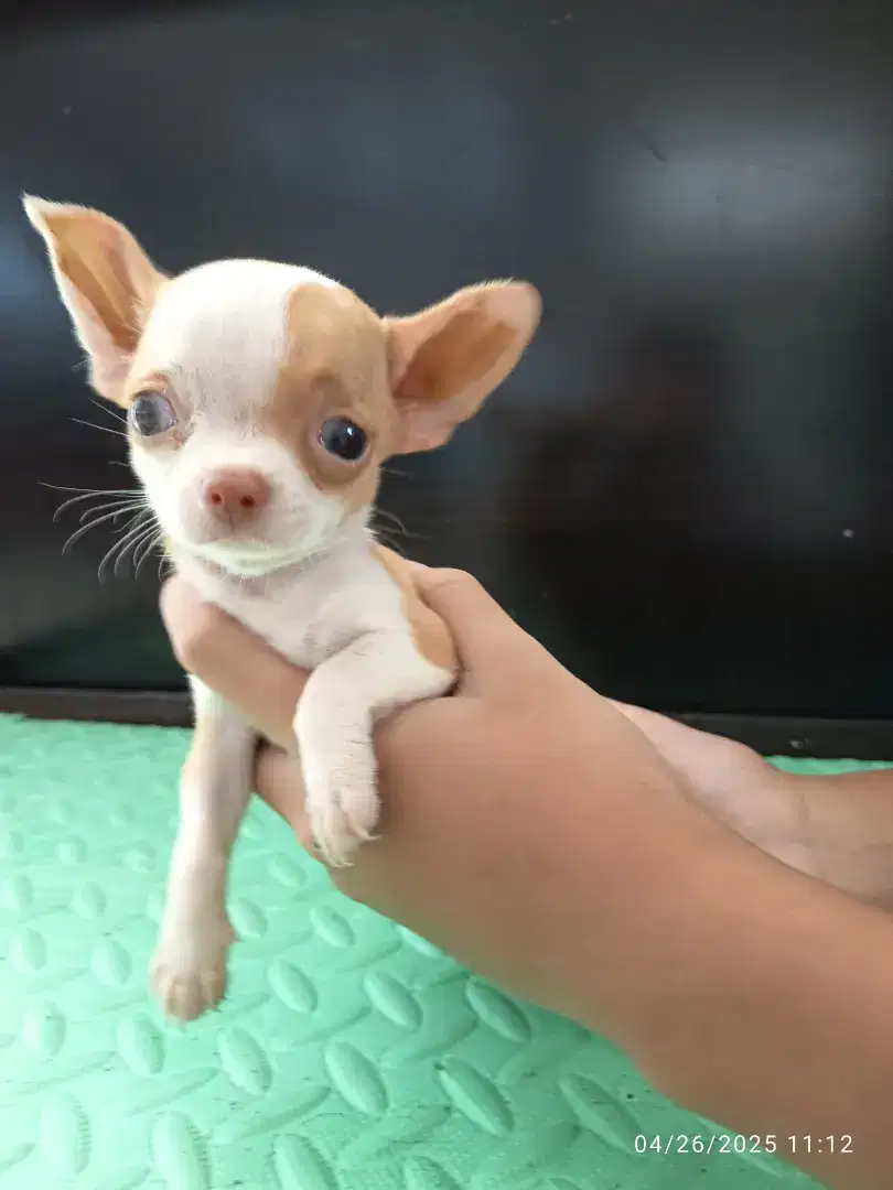 Chihuahua Jantan
