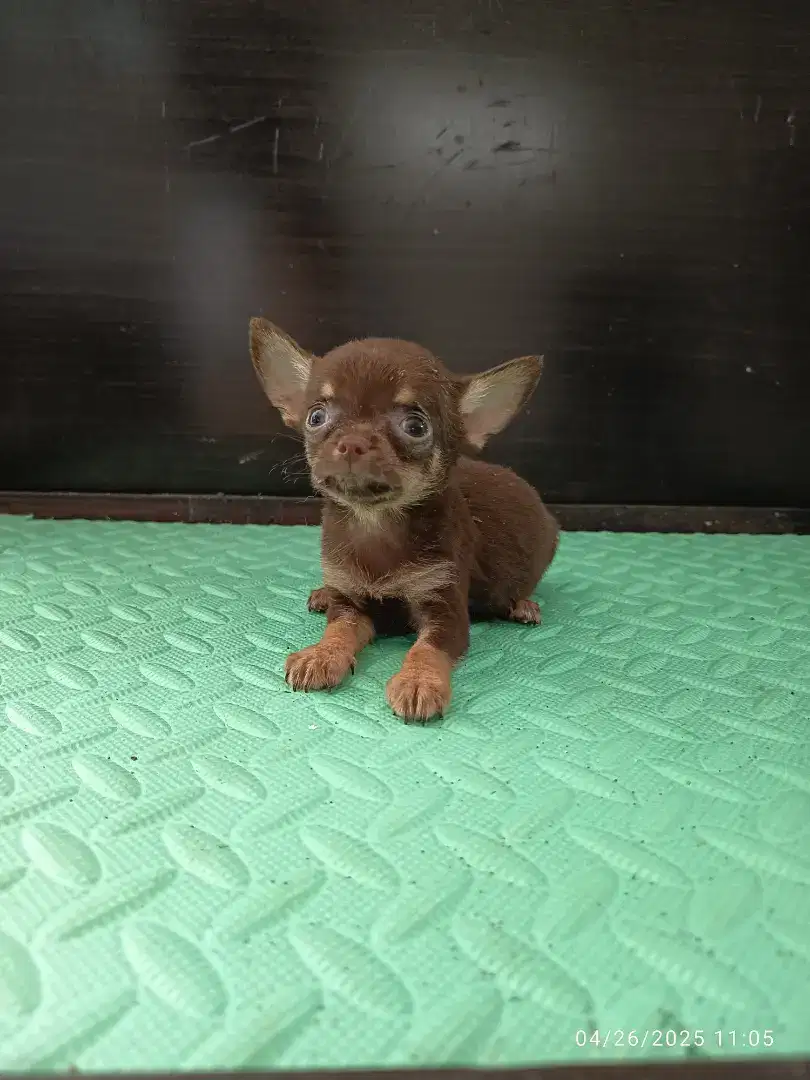 Chihuahua jantan