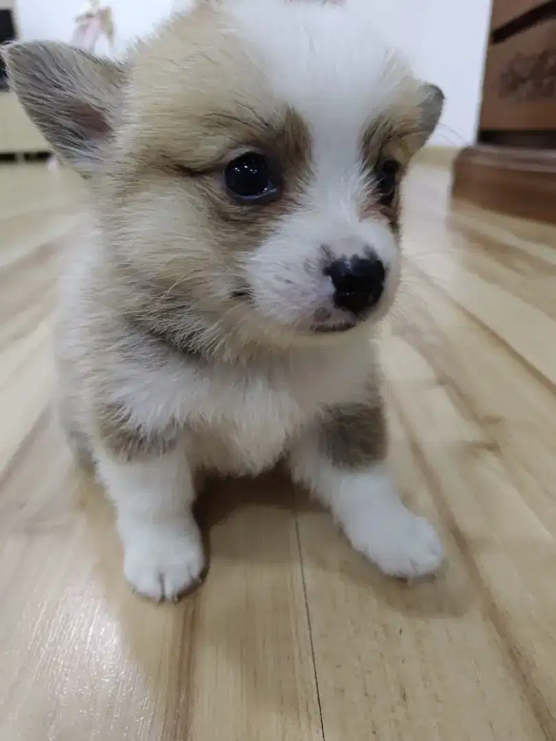 Corgi campur pom induk ada sertifikat semua