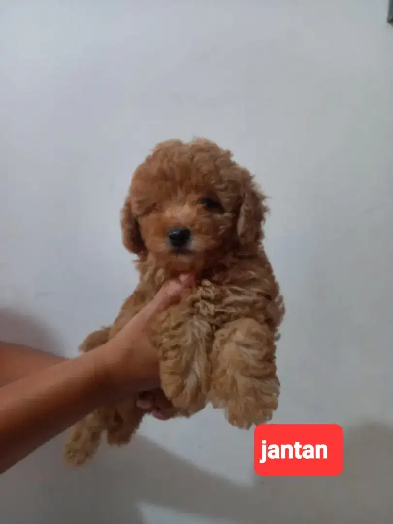 Apricot Toy Poodle 2 bln Puppy lengkap STB Vaksin