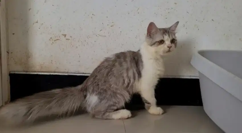 (PCB SIDOARJO) KUCING MUNCHKIN NS JANTAN 4 BULAN /ANGGAP PERSIA MEDIUM