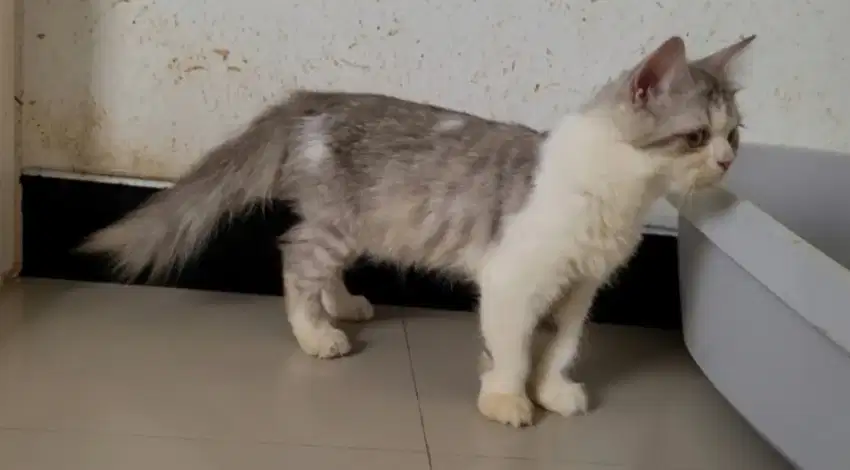 (SIDOARJO) Kucing munchkin NS jantan 4 bulan / Anggap Persia Medium