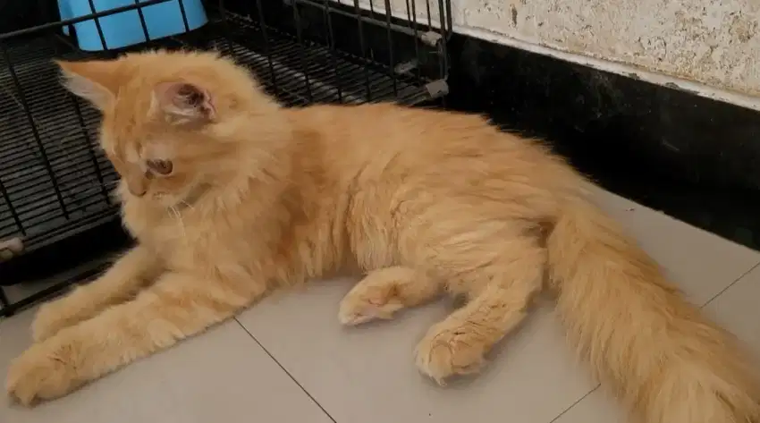 (PCB SIDOARJO) KUCING MUNCHKIN NS JANTAN 4 BULAN /ANGGAP PERSIA MEDIUM