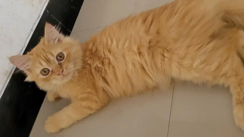 (PCB SIDOARJO) Kucing munchkin NS jantan 4 bulan /Anggap Persia Medium