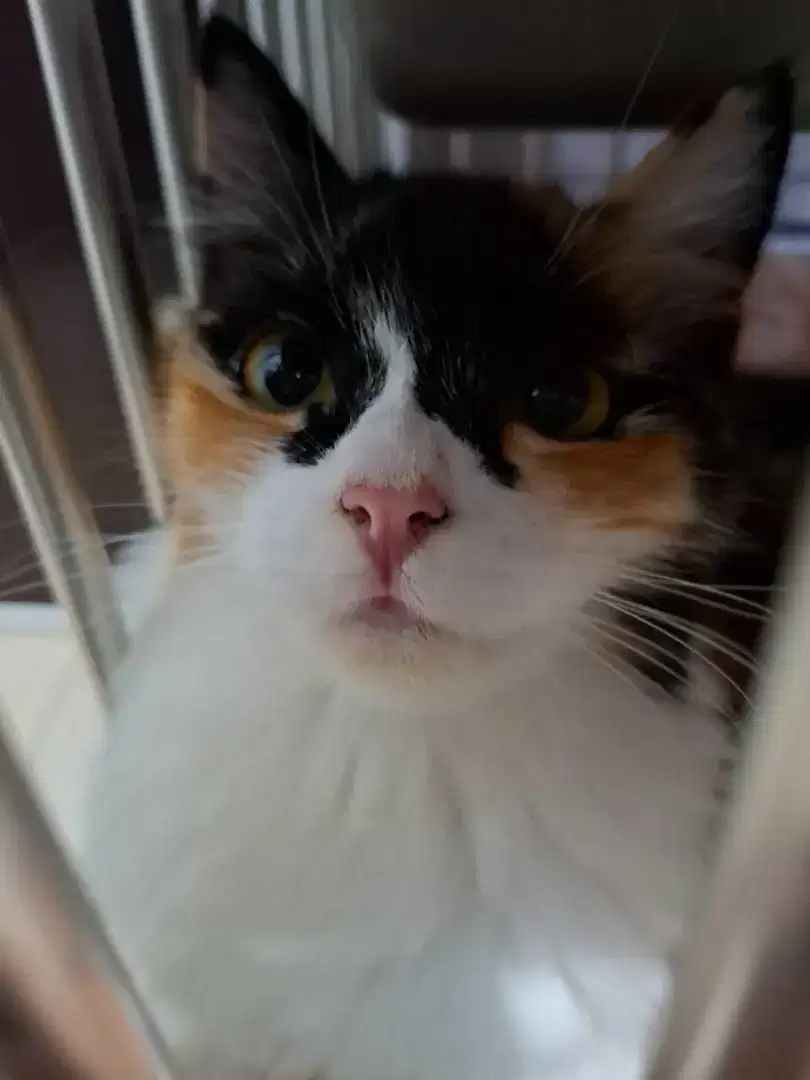Lepas Adopt Persia