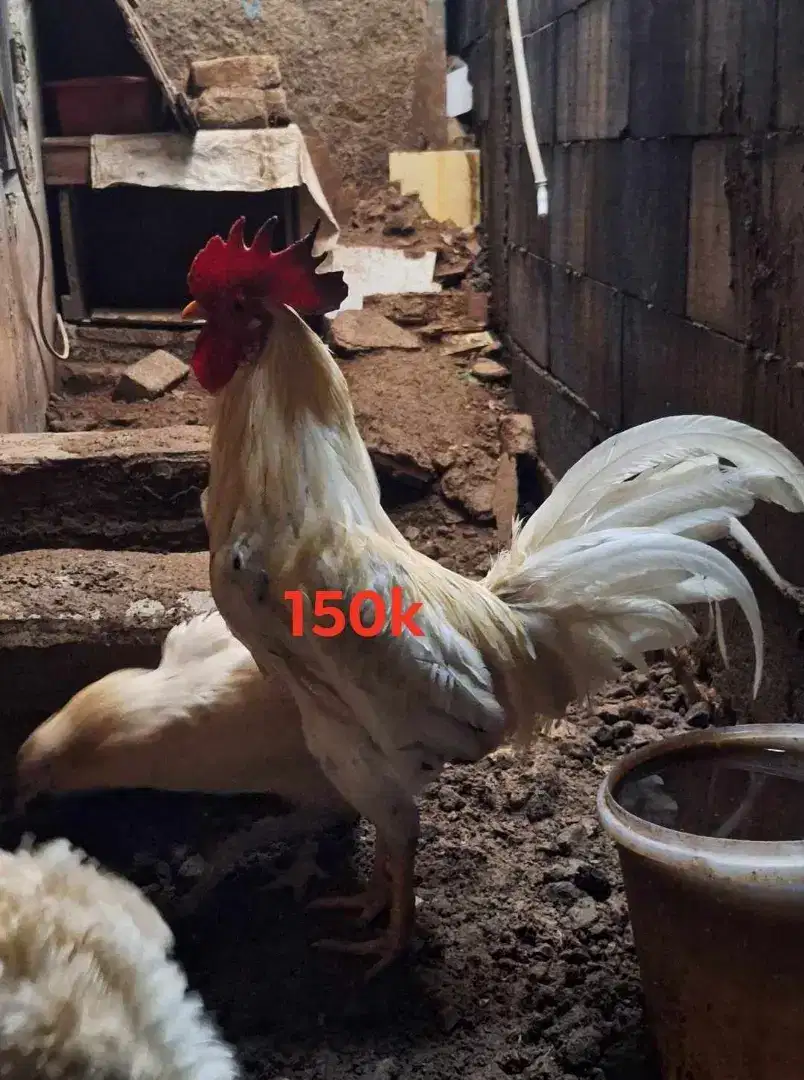 Ayam jago/jantan putih