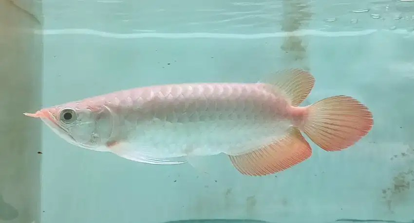 Arowana super red size 27 cm. Lengkap chip & sertifikat