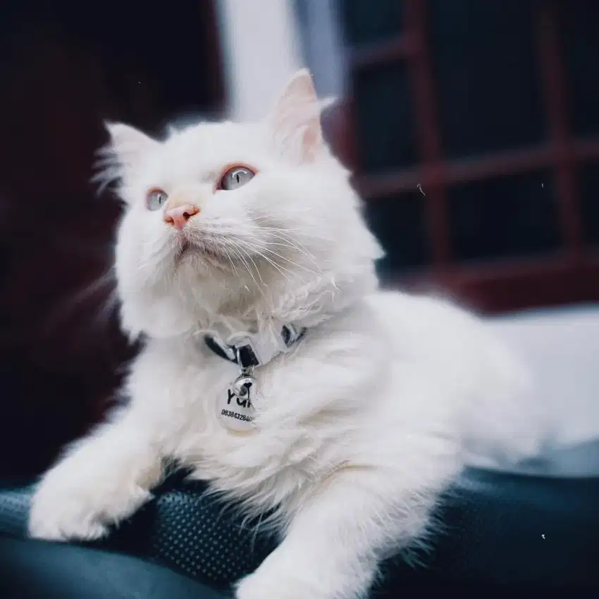 Kucing Himalaya Red Point Super Quality