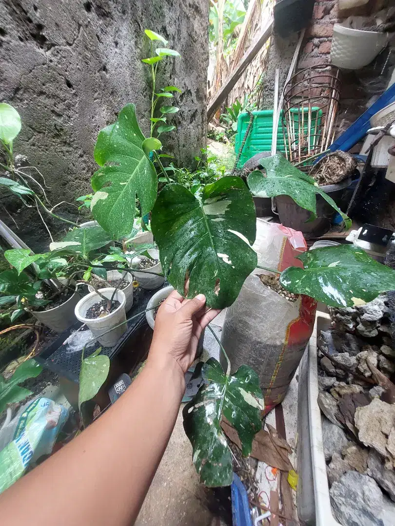 Monthai king varigata - monstera varigata thailand rintik