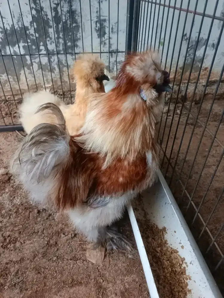 Ayam hias american silkie buff