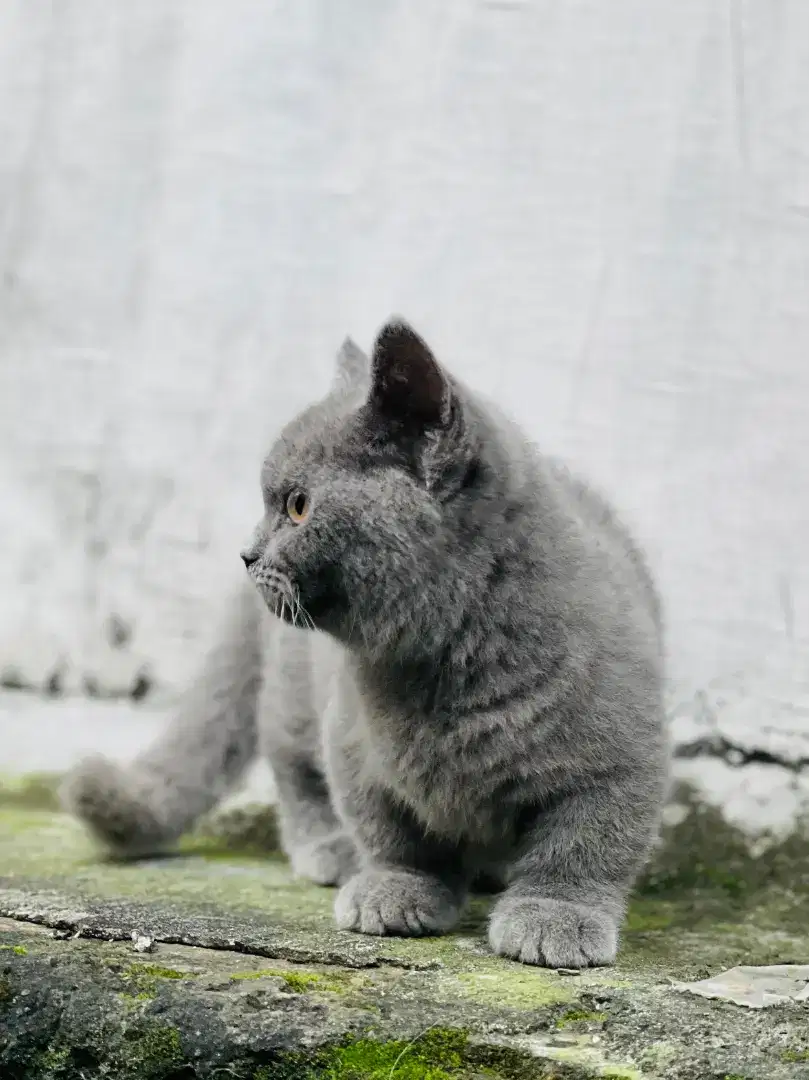 Bsh munchkin good line 6 bulanan jantan