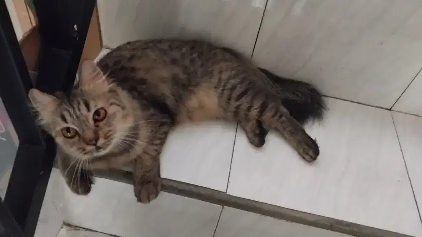 Kucing persia motif tabby / marble