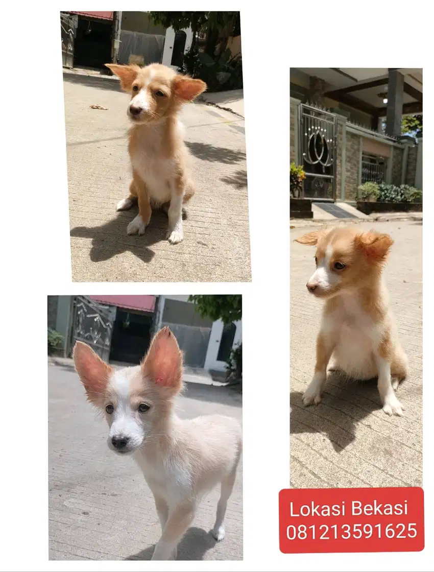 Ras Labrador x Kintama