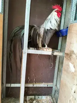 Ayam Bantam Phoenix Warna Abu - Jarang Ada