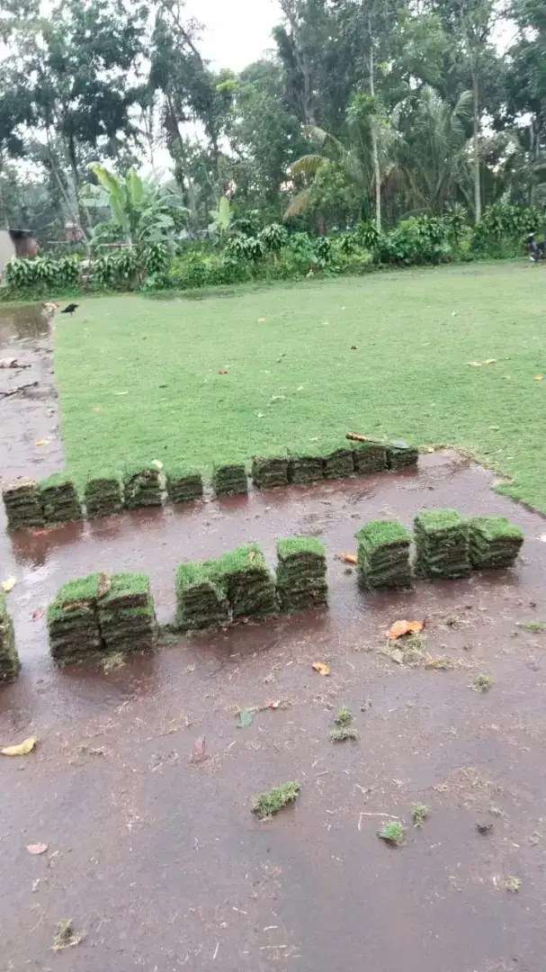 Jual rumput lapangan sepak bola pemalang