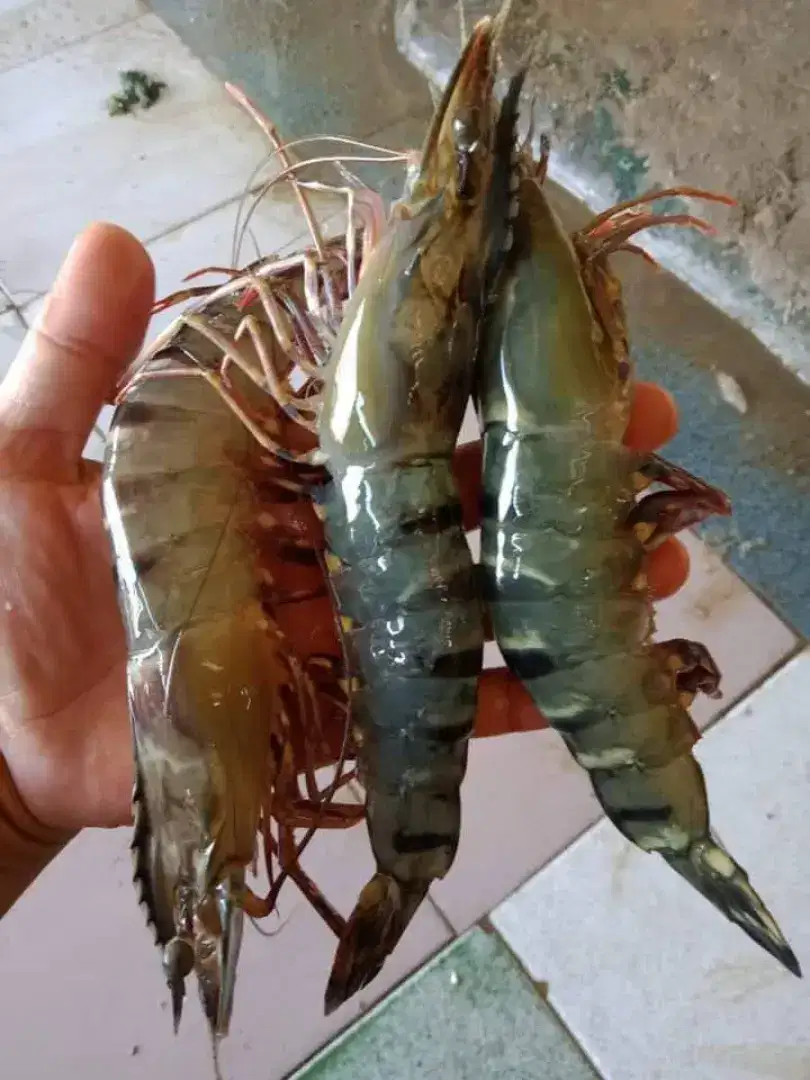 UDANG TIGER/WINDU SIZE JUMBO