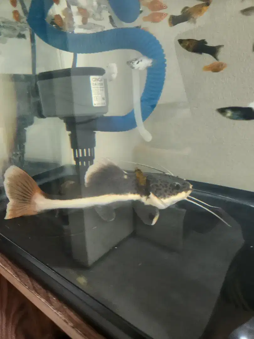 Red tail catfish lele RTC panjang 18cm