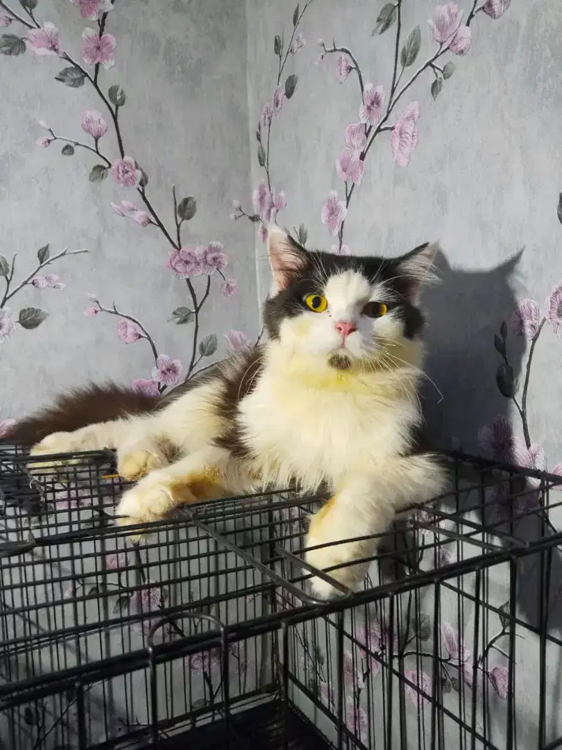 kucing persia mix mc jantan (good looking)