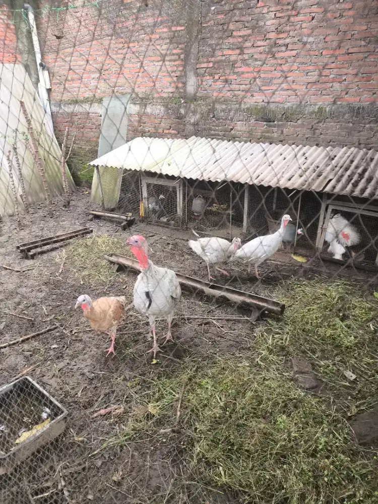 Ayam Kalkun abu2 1 jantan jumbo 2 betina