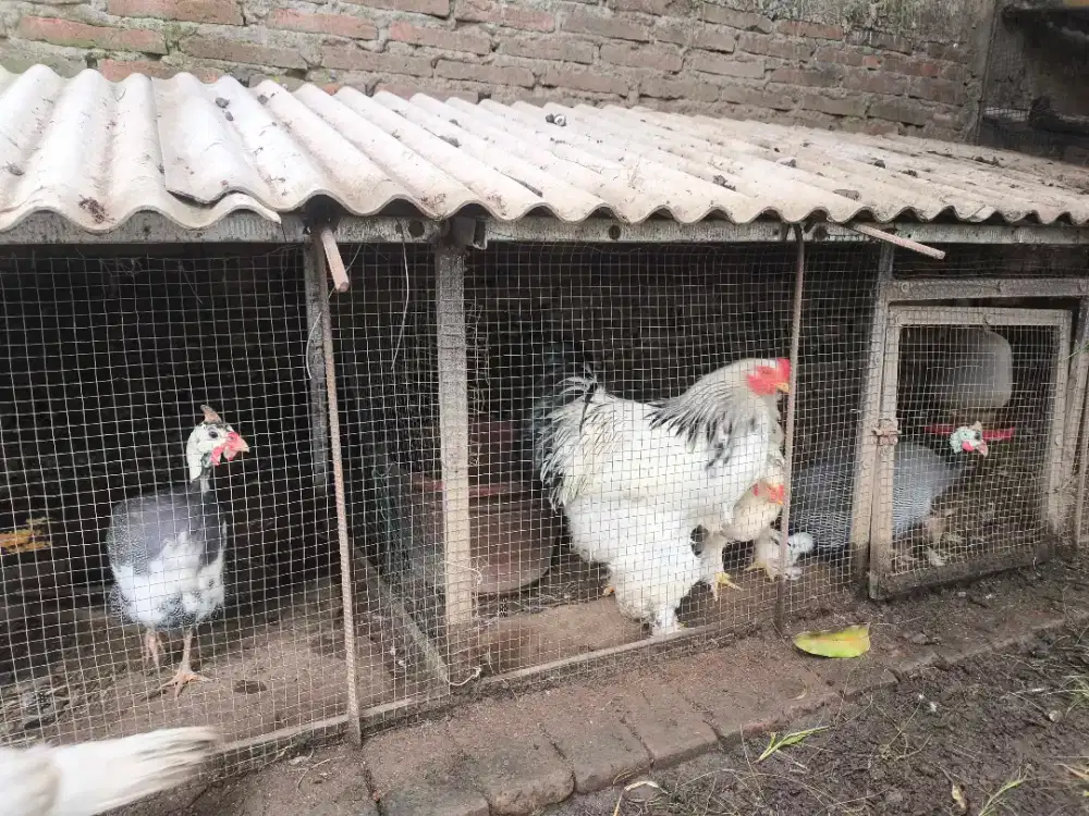 Sepasang ayam mutiara dewasa sepasang
