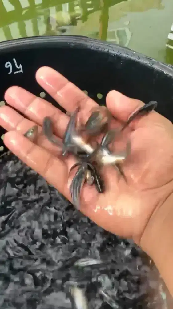 Bibit ikan Patin air tawar