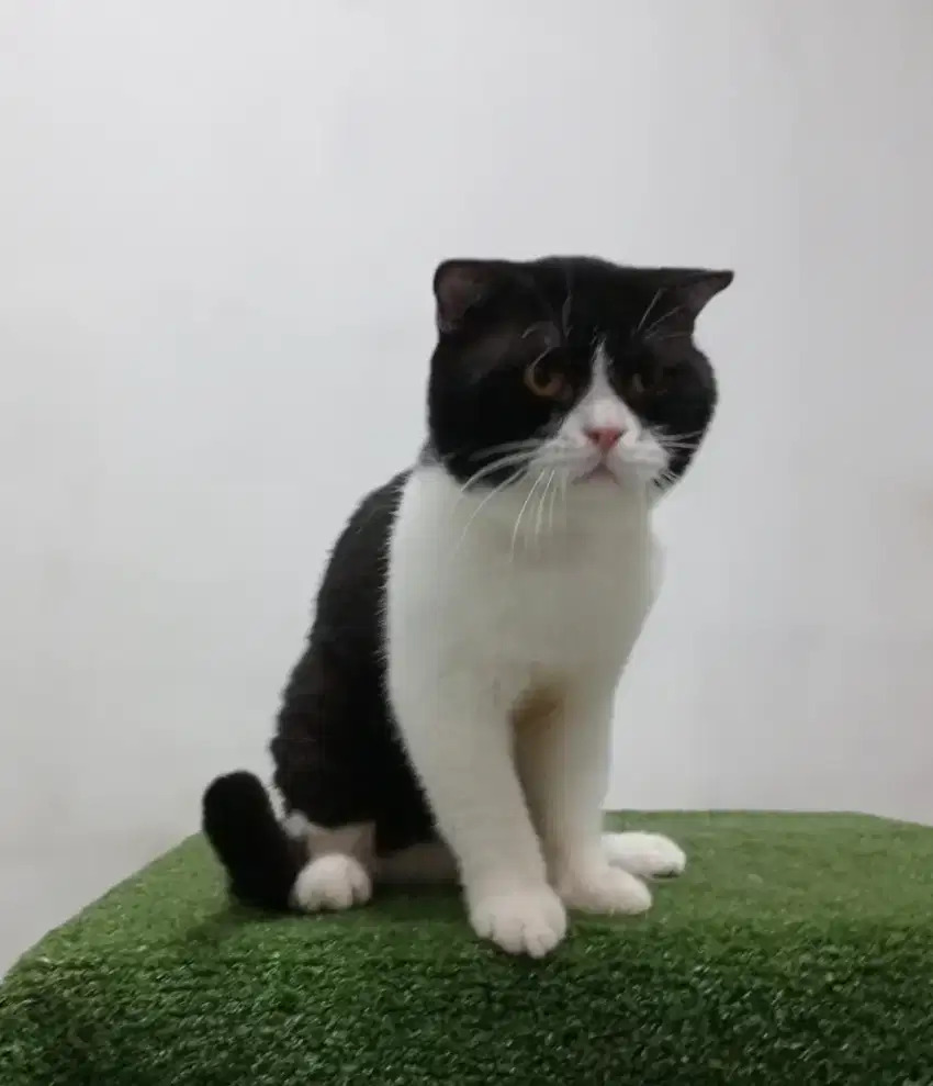 Scottish fold Jantan