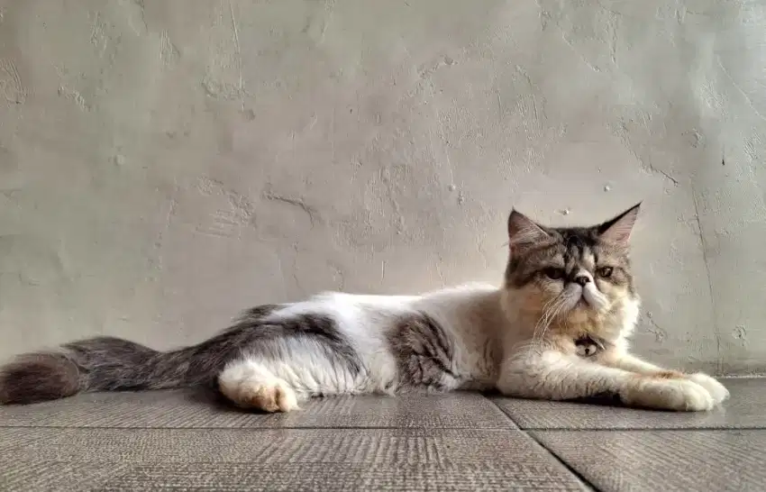 Kucing peaknose