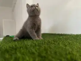 kitten british shorthair jantan line ped 100% asli