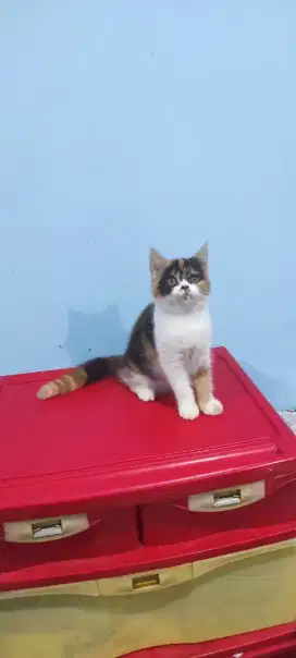 kitten british shorthair betina