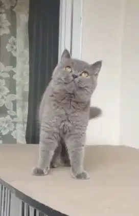 kitten british shorthair jantan line ped sudah vaksin