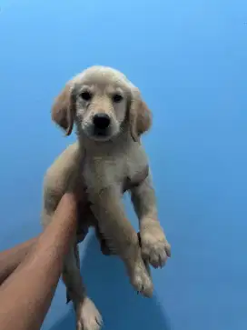 anak anjing golden retriever betina garansi 100% asli