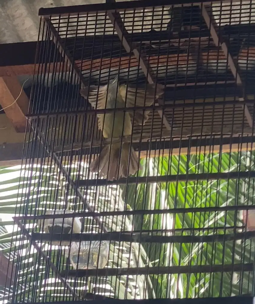 Kapas tembak Jantan